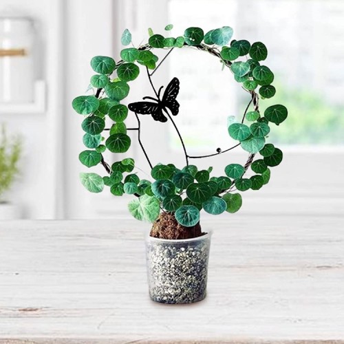 Soporte plantas trepadoras Mariposa Negra Soporte plantas trepadoras Mariposa Negra